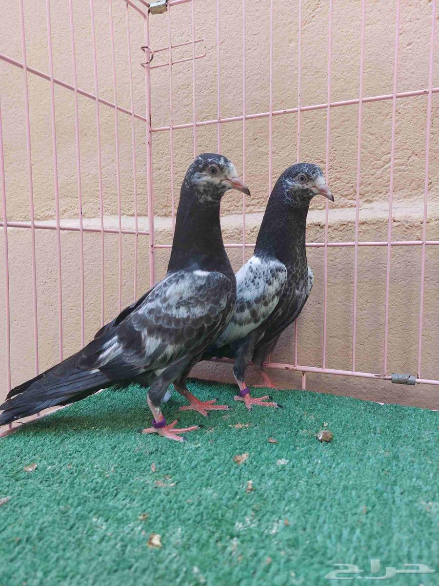 للبيع طبه تيدي اخوان بطن واحد64384786473859111