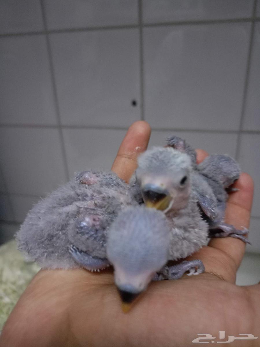 فروخ روز64379674536707113