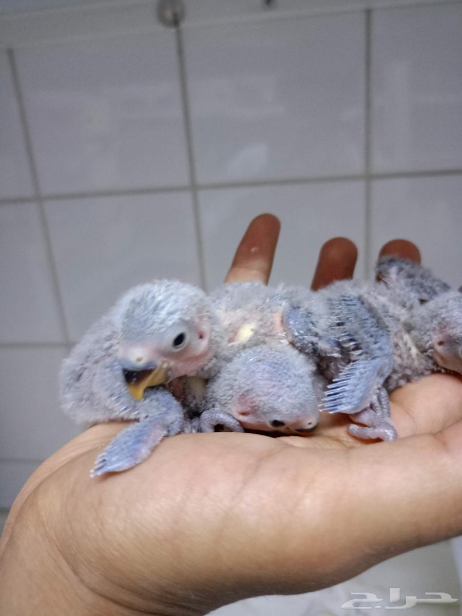 فروخ روز64379674536707112