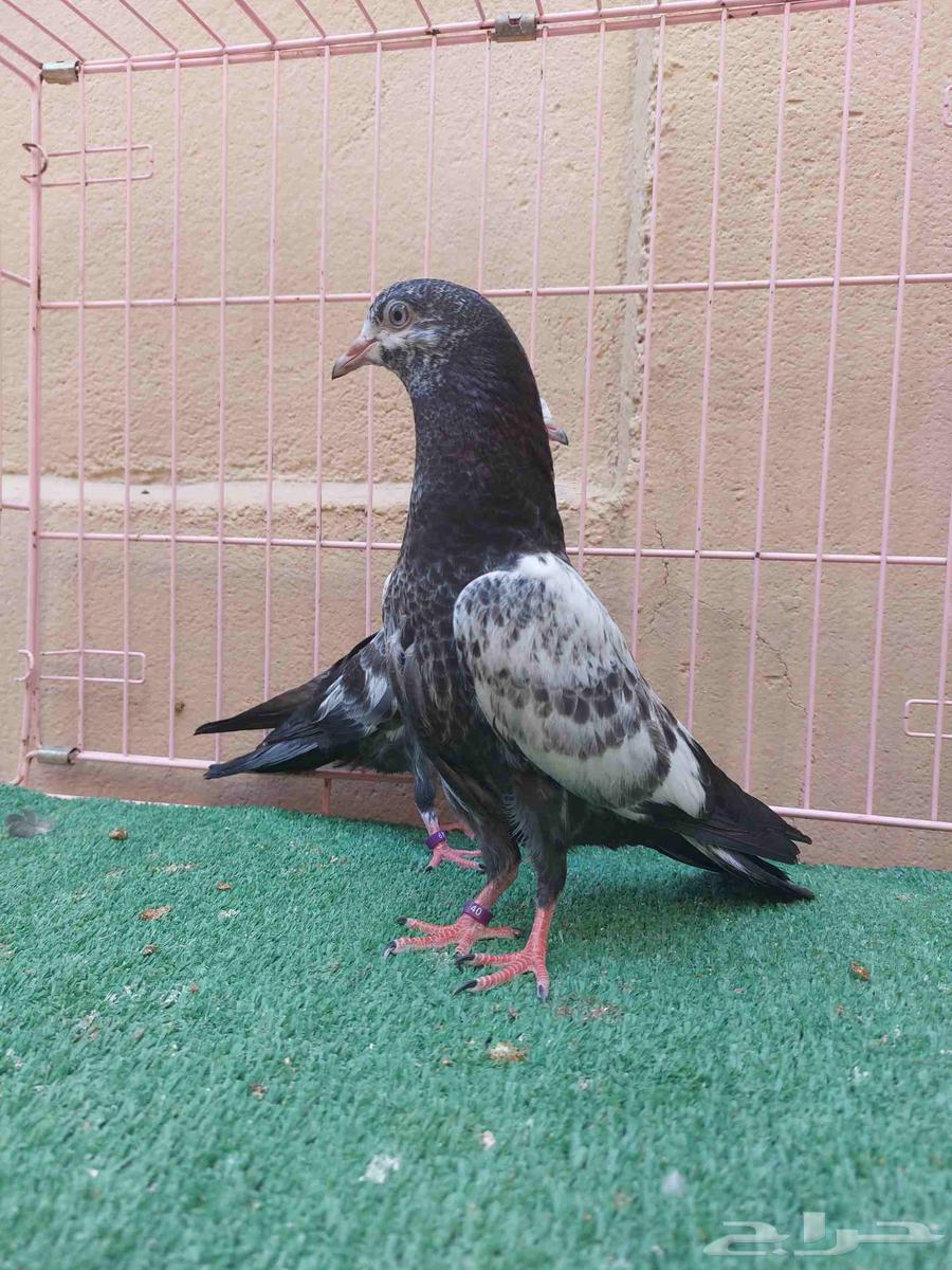 للبيع طبه تيدي اخوان بطن واحد64384786473859110