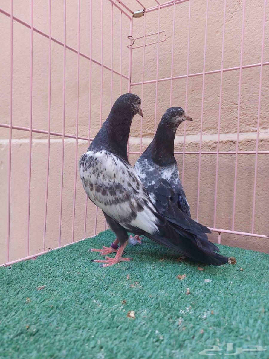 للبيع طبه تيدي اخوان بطن واحد64384786473859112