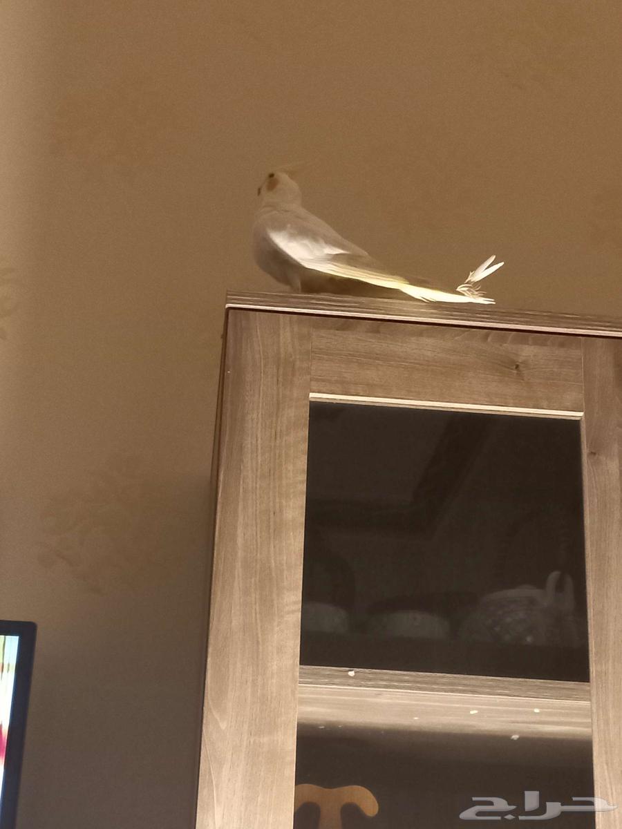 عرض طيور كروان منتجه في حاله ممتازه64385411748097111