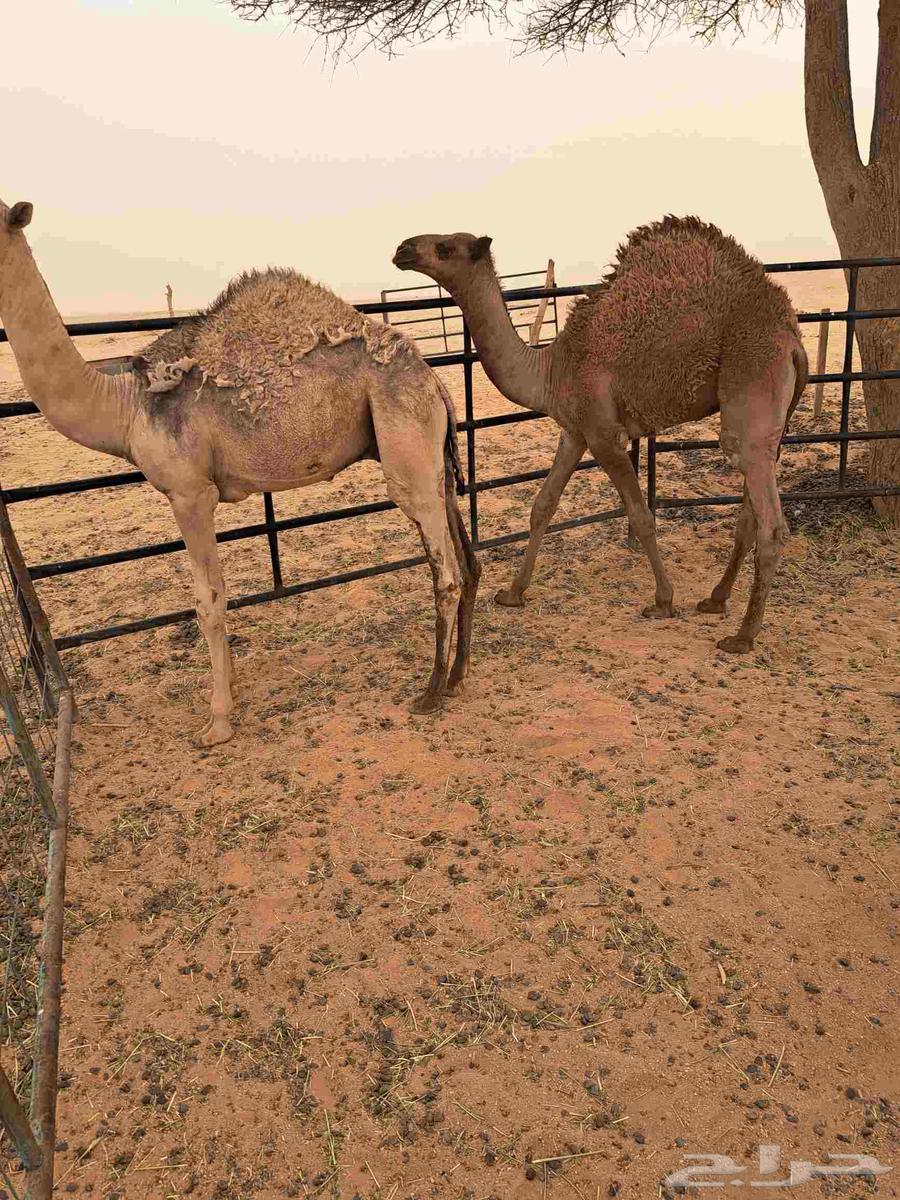 Filling64381259919490112