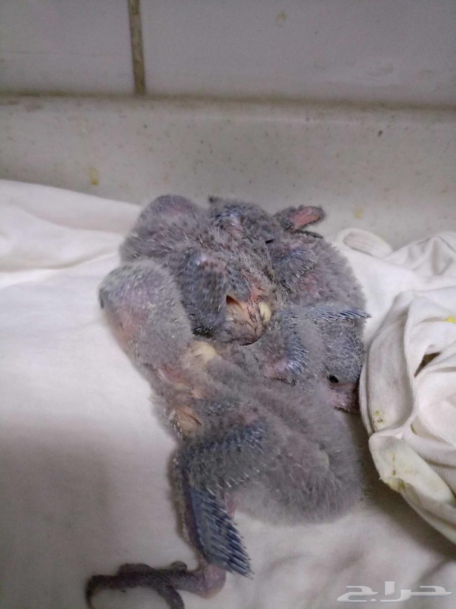 فروخ روز64379674536707111