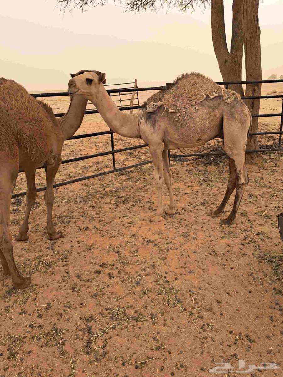 Filling64381259919490111