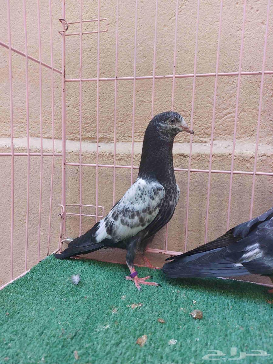 للبيع طبه تيدي اخوان بطن واحد64384786473859113