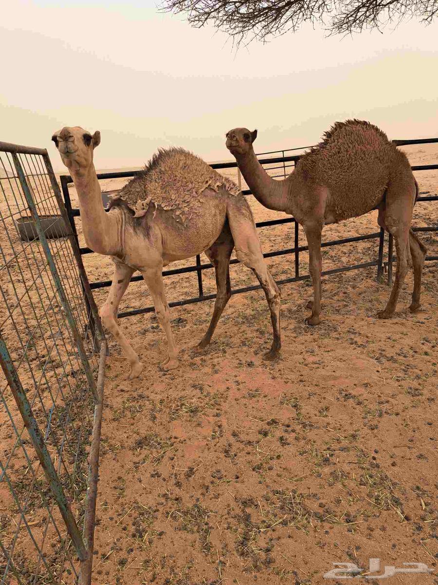 Filling64381259919490110