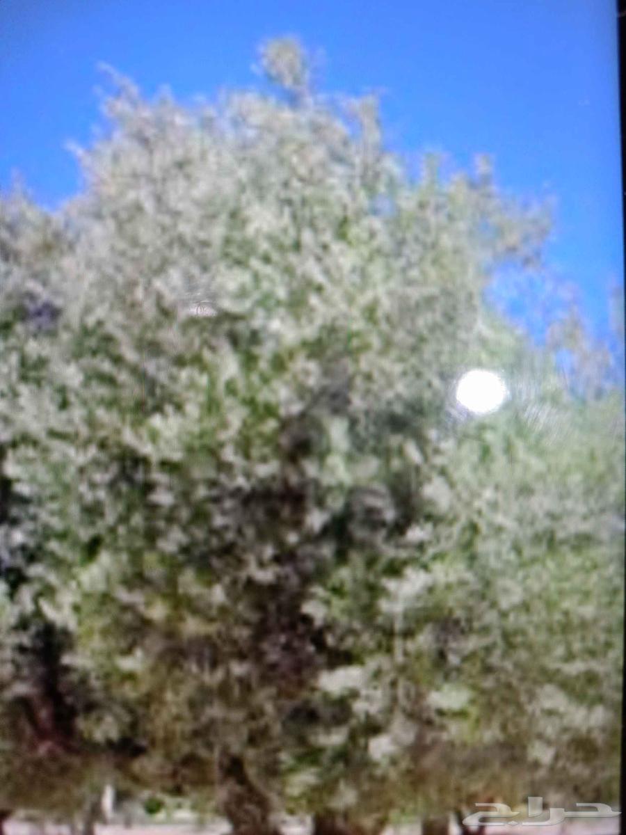 15-year-old olive trees, quantity 5000 trees64384521073922111