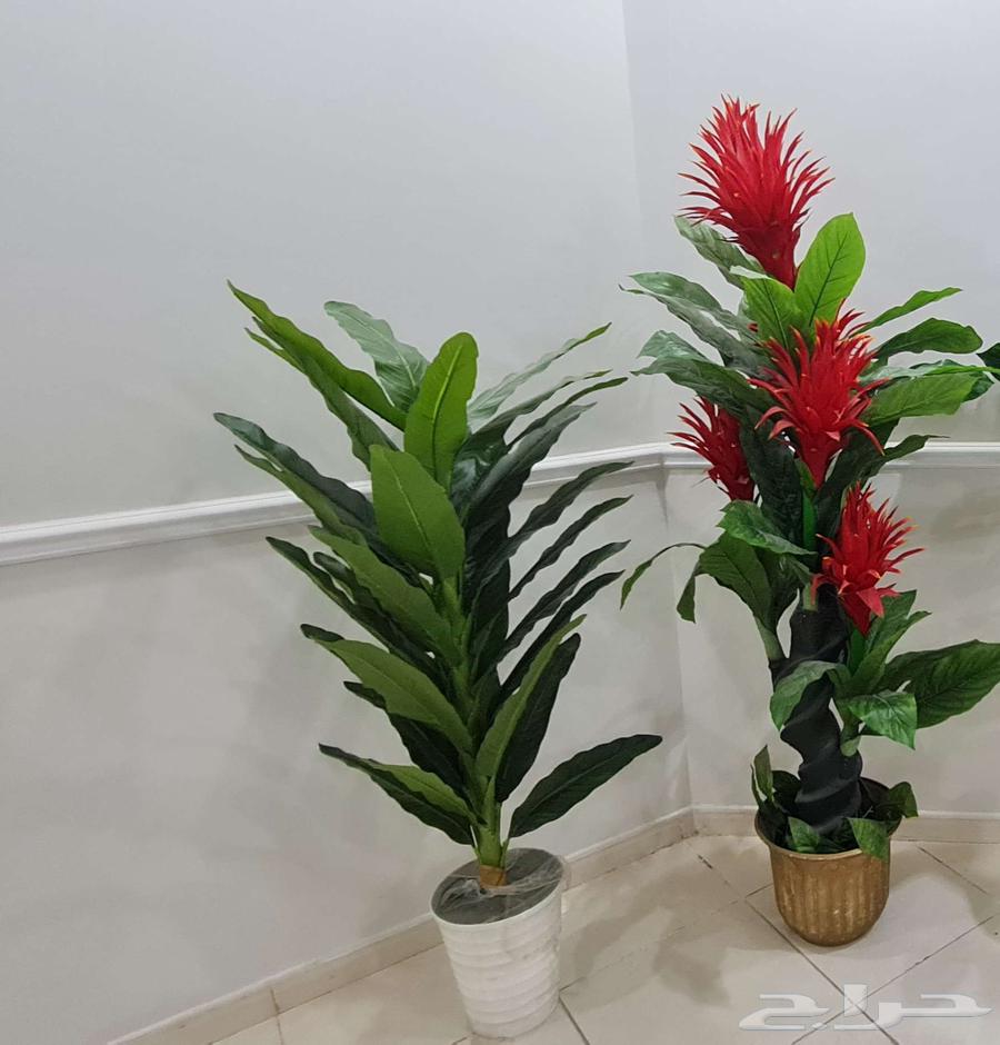 كنب للبيع ب 900 ريال64384842122370113