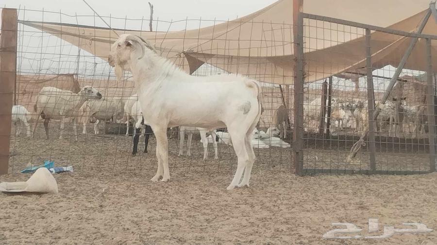 تيس فحل بيشي ابرص64387912504962111