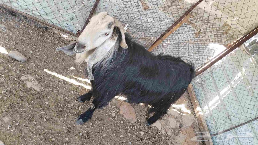 للبيع تيس فحل64382486870658112