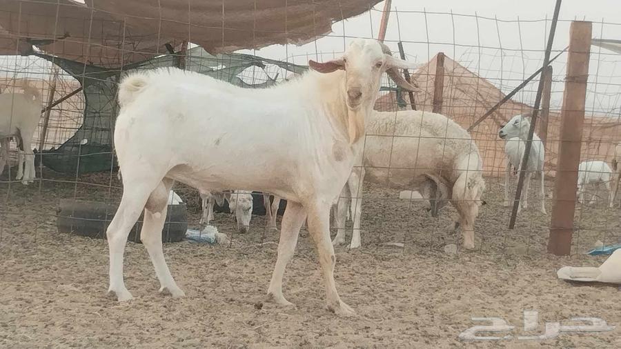 تيس فحل بيشي ابرص64387912504962110