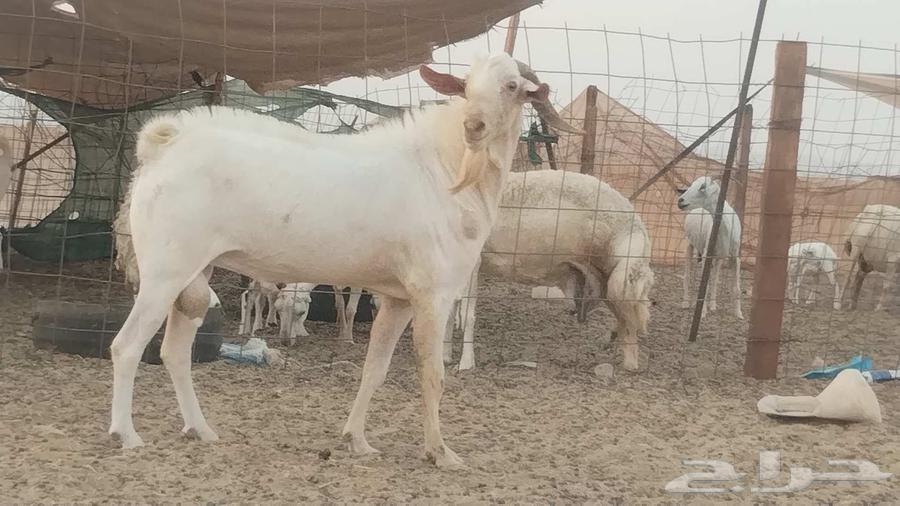 تيس فحل بيشي ابرص64387912504962114