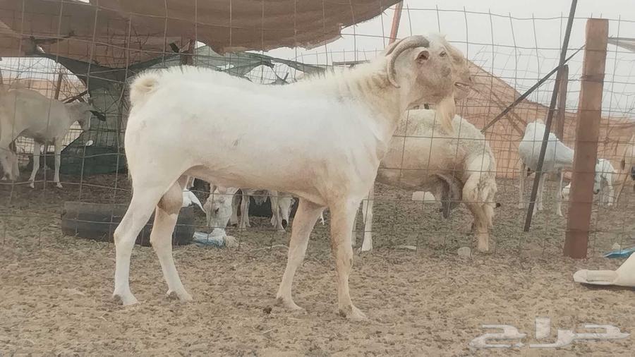 تيس فحل بيشي ابرص64387912504962113