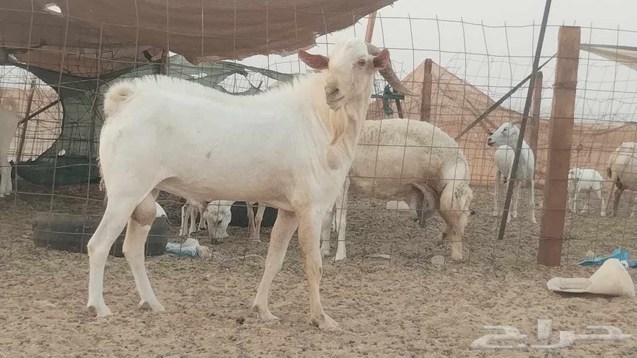 تيس فحل بيشي ابرص64387912504962112