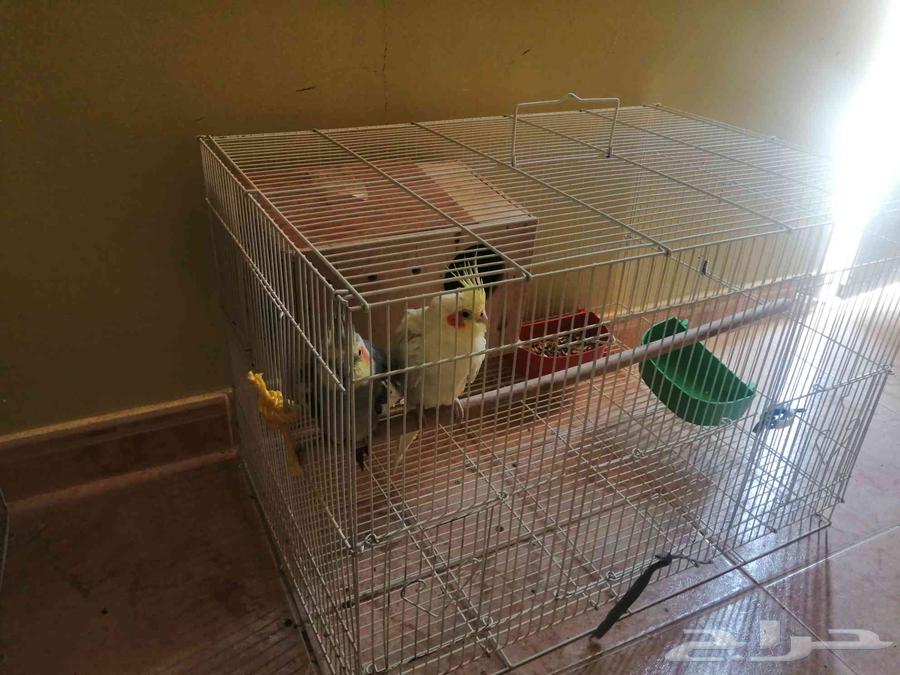 عصفور للبيع كوكتيل أزواج بصحه ممتازه64383039471361110