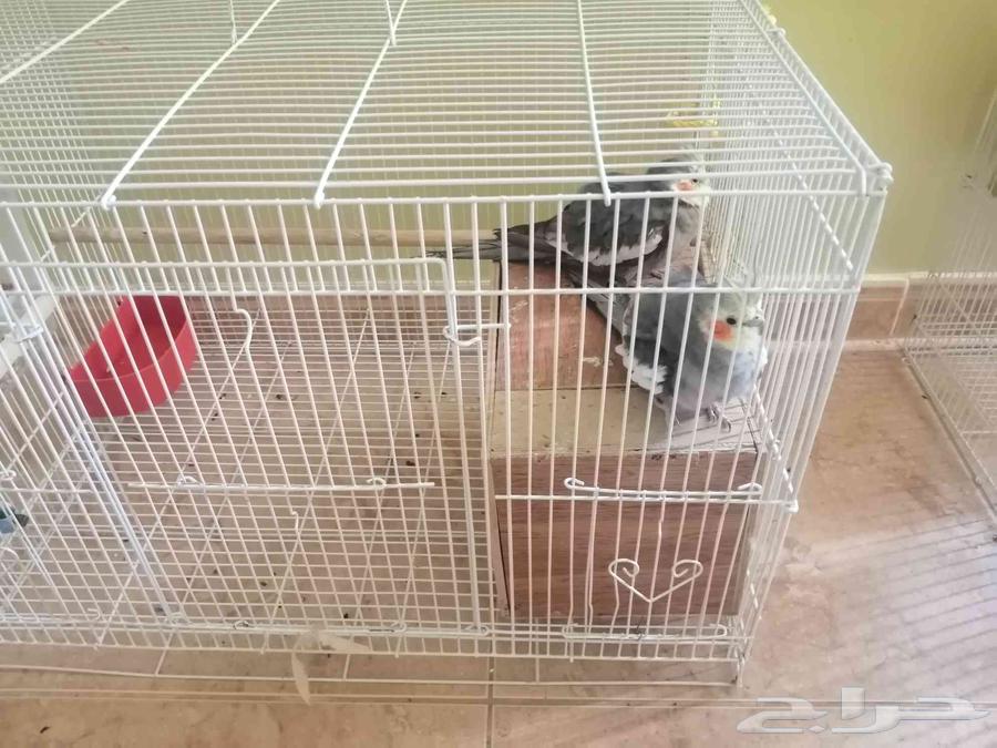 عصفور للبيع كوكتيل أزواج بصحه ممتازه64383039471361111