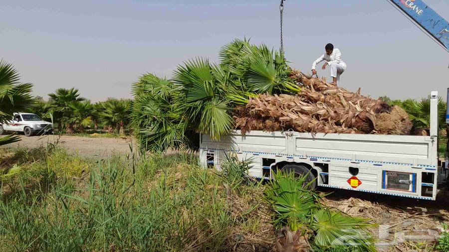 نخل الخميس64380276525825113