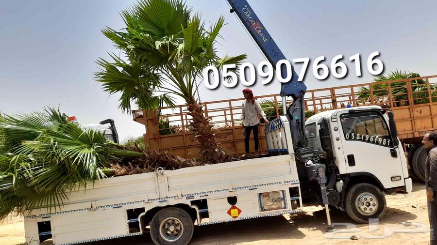 نخل الخميس64380276525825111