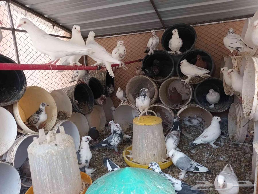 حمام للبيع مع فروخ جمله جميع الحمام64384576560514110