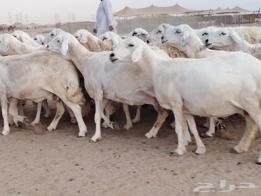 ضان حريات مقاني دفييع 35راس للبيع64387982040323111