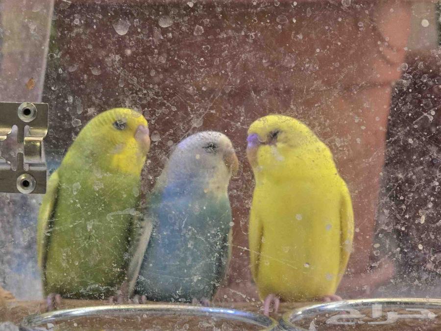 Lovers64385133533697111