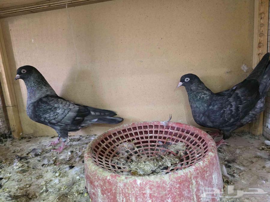 حمام قطايف لون مميز64388301210369111