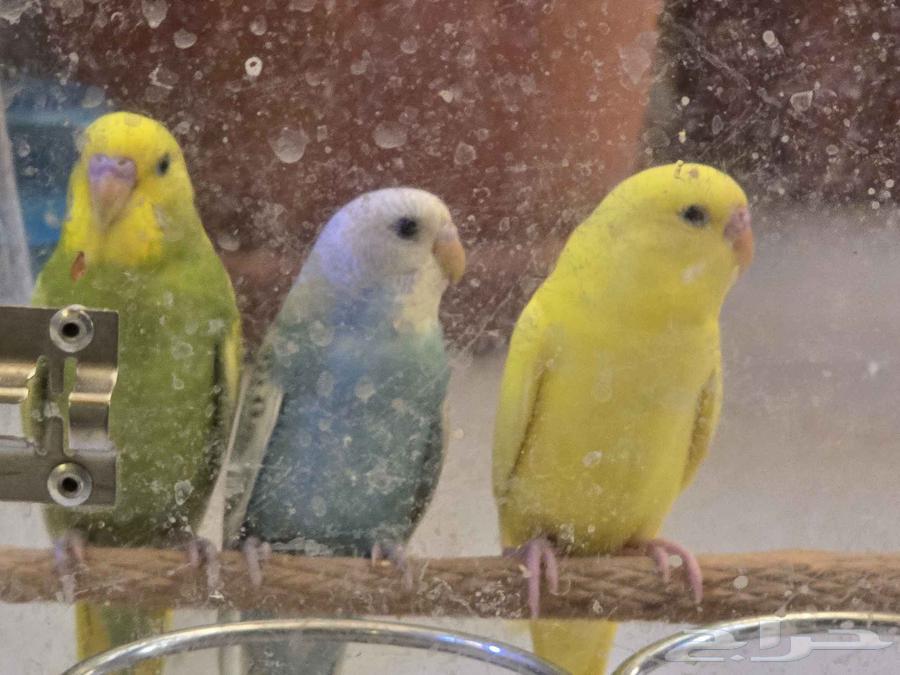 Lovers64385133533697110