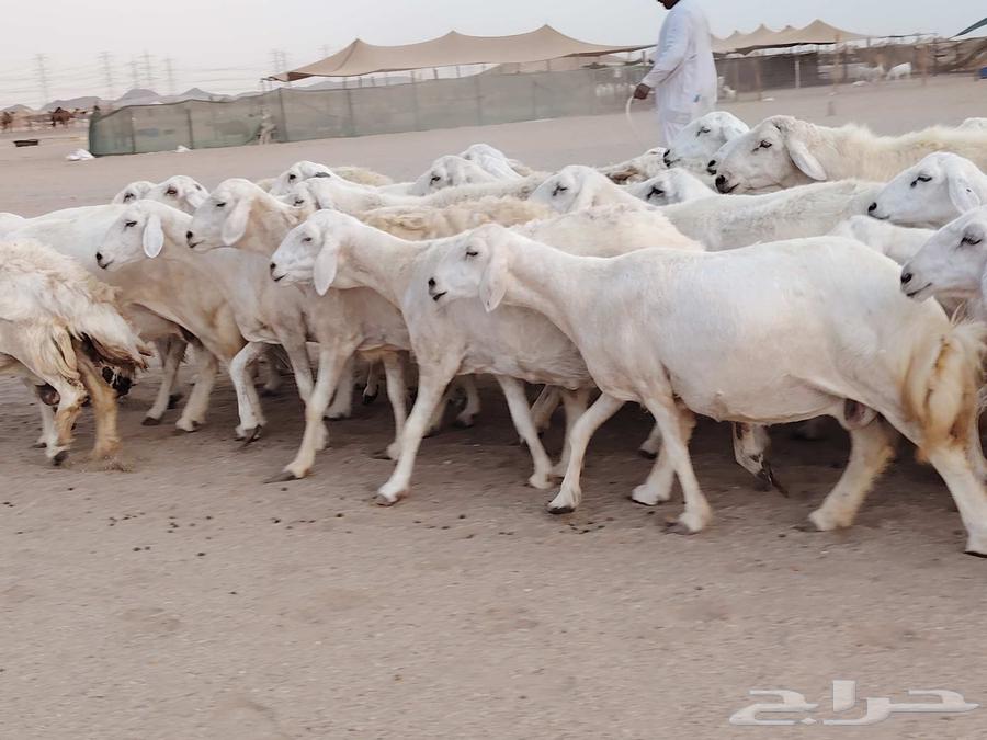 ضان حريات مقاني دفييع 35راس للبيع64387982040323112