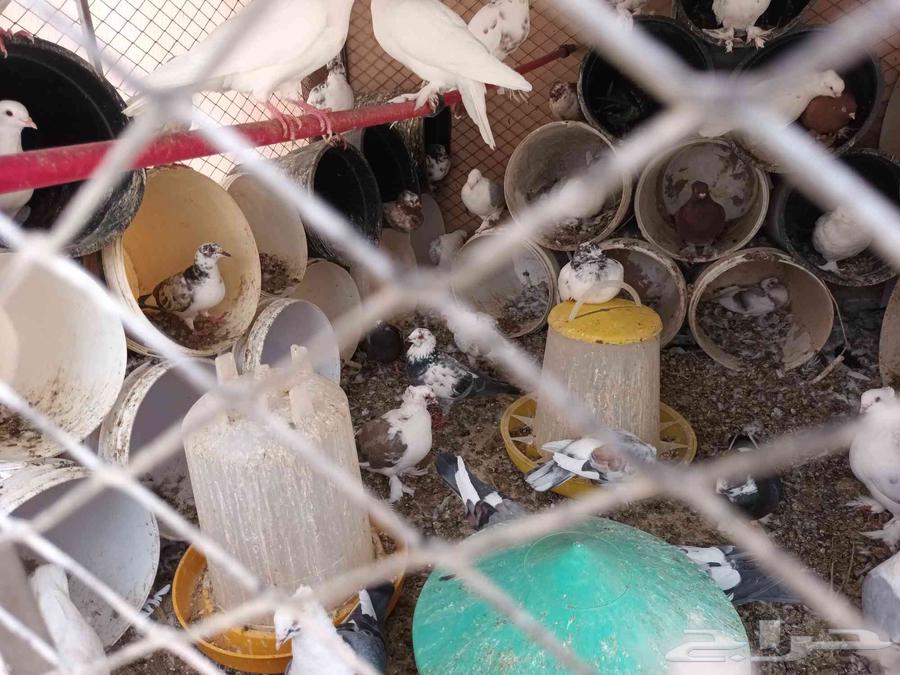 حمام للبيع مع فروخ جمله جميع الحمام64384576560514111