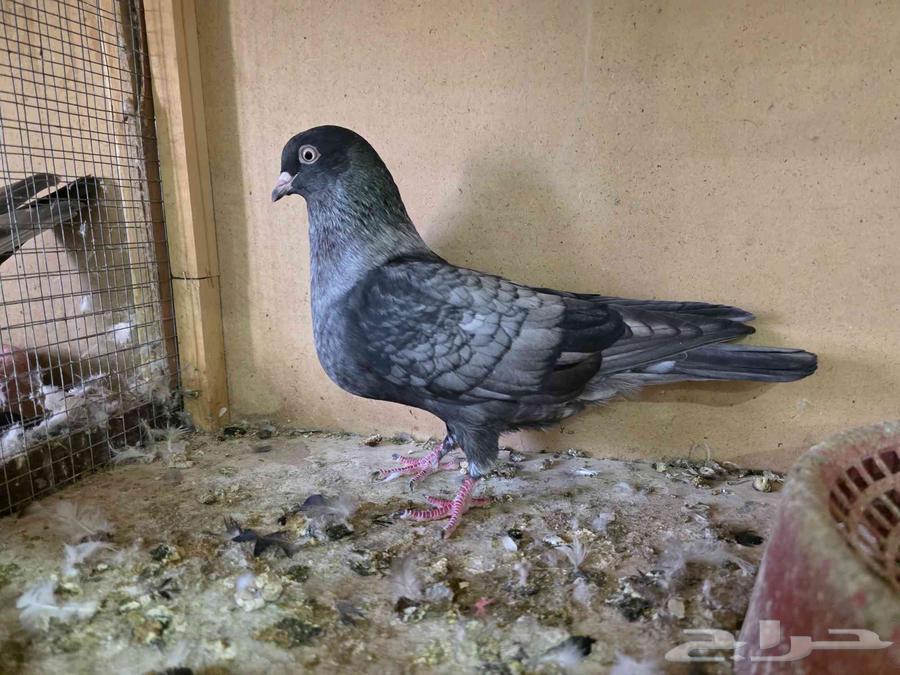 حمام قطايف لون مميز64388301210369110