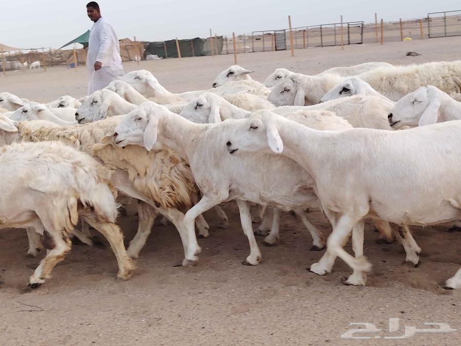 ضان حريات مقاني دفييع 35راس للبيع64387982040323113