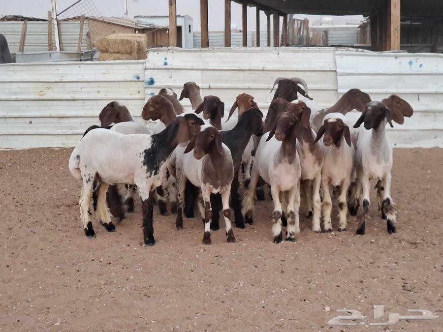 جذعات نعيم صنف العدد 1864388078918146110