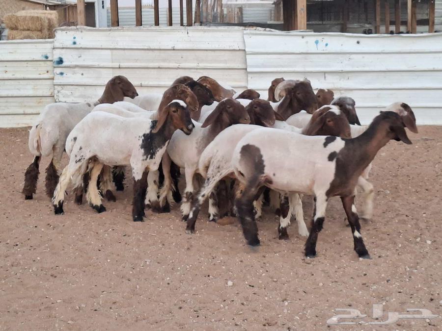 جذعات نعيم صنف العدد 1864388078918146111