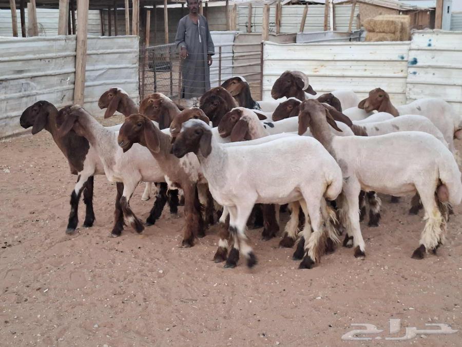 جذعات نعيم صنف العدد 1864388078918146114