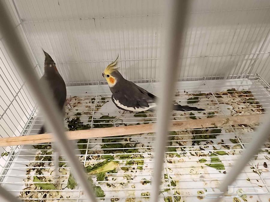 زوج كروان للبيع64381976182787112