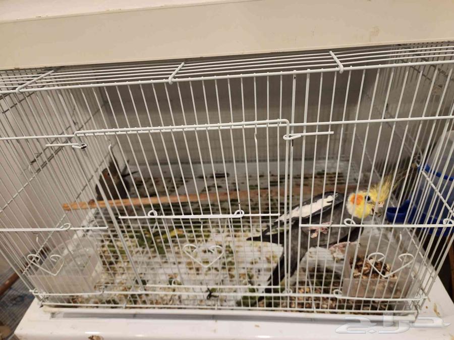 زوج كروان للبيع64381976182787110