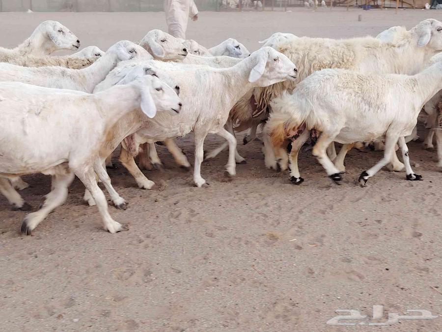 ضان حريات مقاني دفييع 35راس للبيع64387982040323114