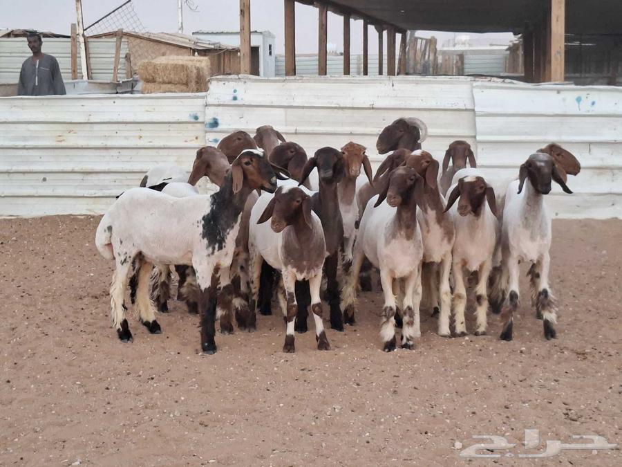 جذعات نعيم صنف العدد 1864388078918146112