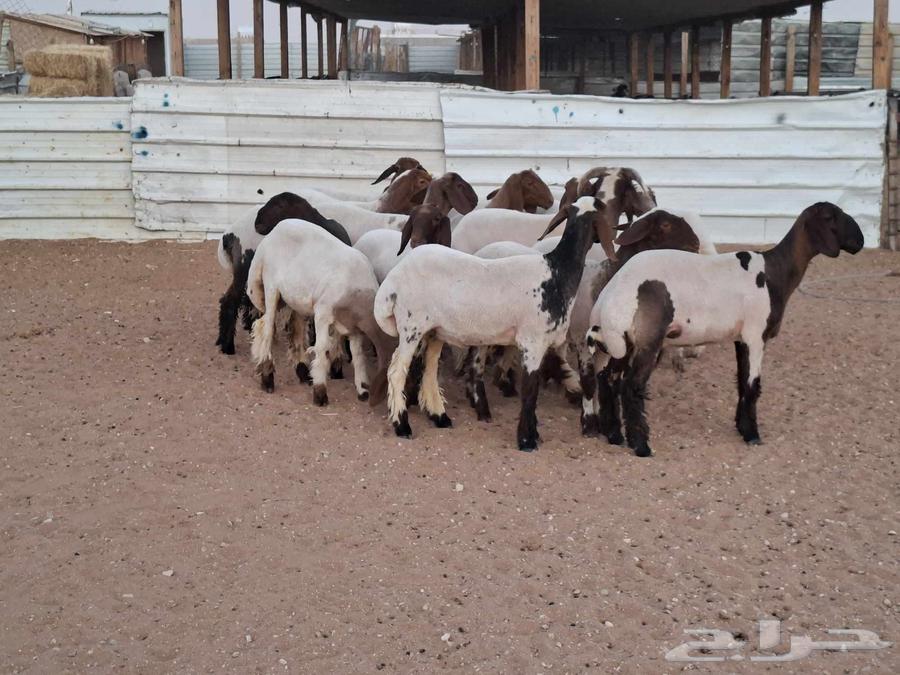 جذعات نعيم صنف العدد 1864388078918146113