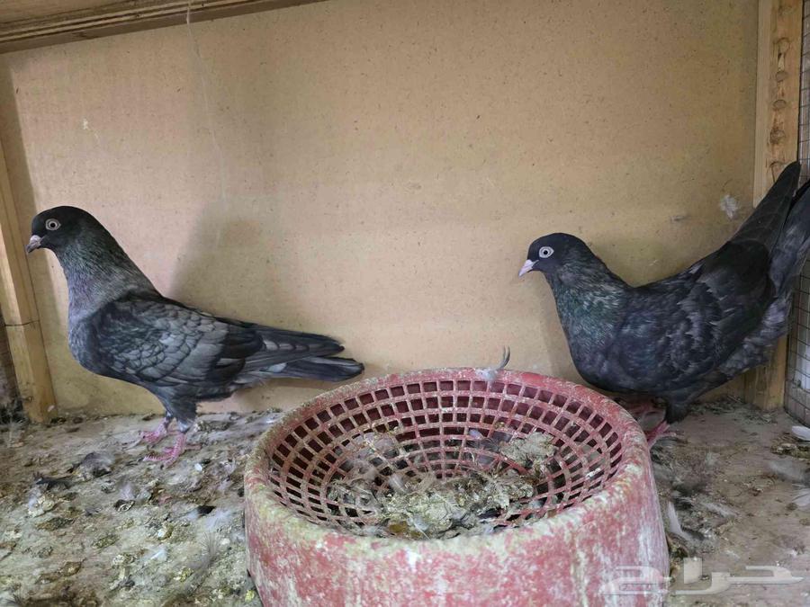 حمام قطايف لون مميز64388301210369112