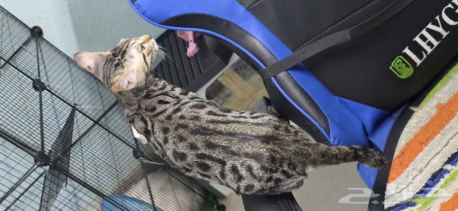 بنغال خالص فضي مبقع رخامي64378252141569112