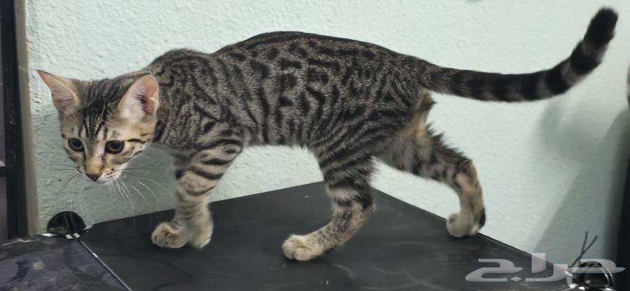 بنغال خالص فضي مبقع رخامي64378252141569114