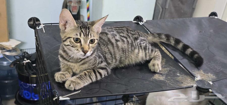 بنغال خالص فضي مبقع رخامي64378252141569110