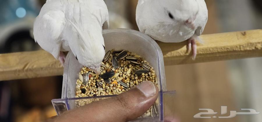 كوكاتيل البينو زوج للبيع64383927338241112