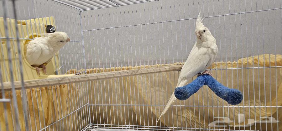 كوكاتيل البينو زوج للبيع64383927338241111