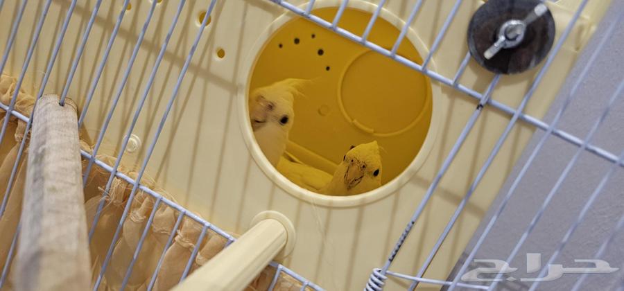 كوكاتيل البينو زوج للبيع64383927338241110