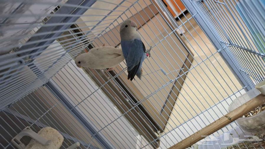 جوز روز منتج64388037648515112