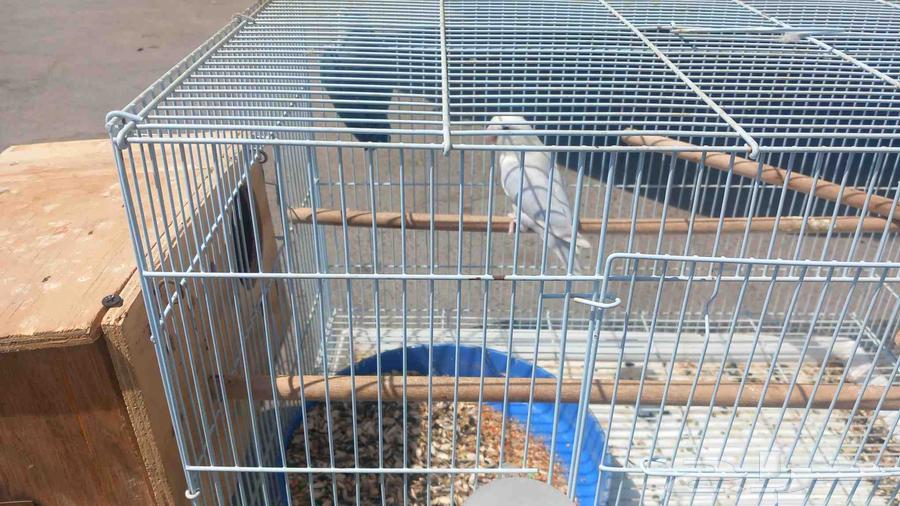 طيور روز جوز منتج64383386564994111