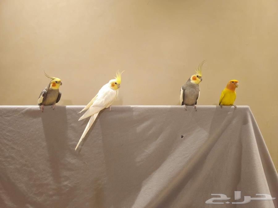 للبيع طيور أليفة جدا64385635167746113